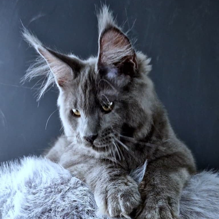 Khaos Lacroix Maine Coon male, blue