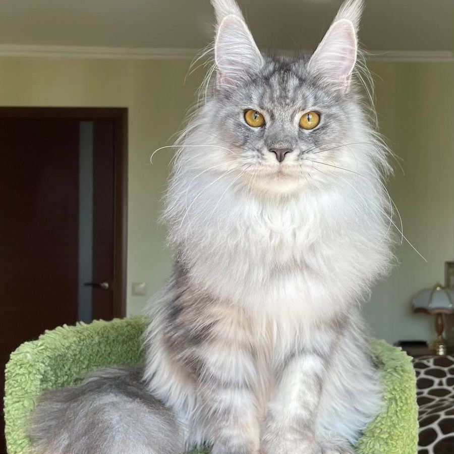 Hillary Maine Coon female, black silver tabby