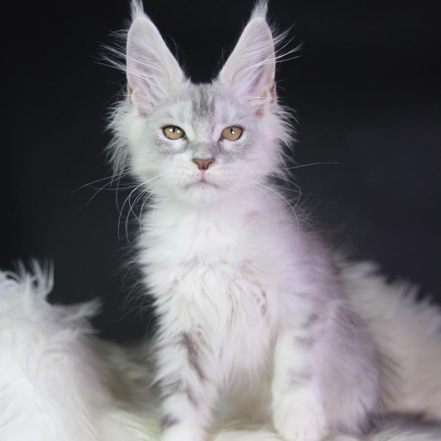 Genrietta Maine Coon female, black silver tabby bicolour