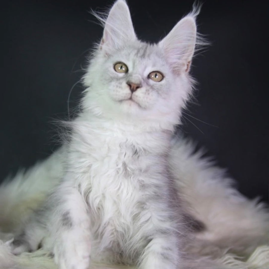 Juliet Maine Coon female, black silver tabby