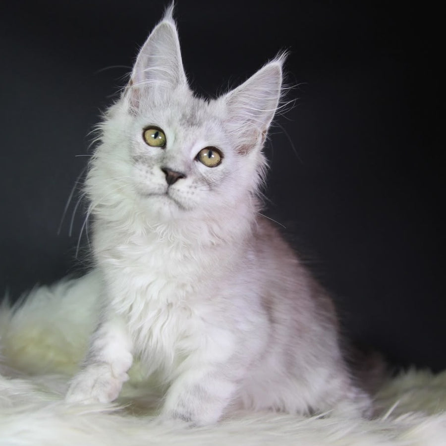 Josephine Maine Coon female, black silver tabby