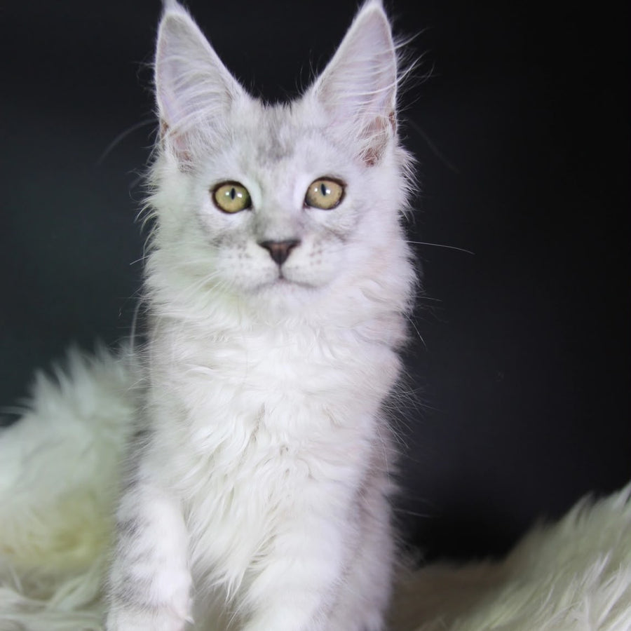 Josephine Maine Coon female, black silver tabby