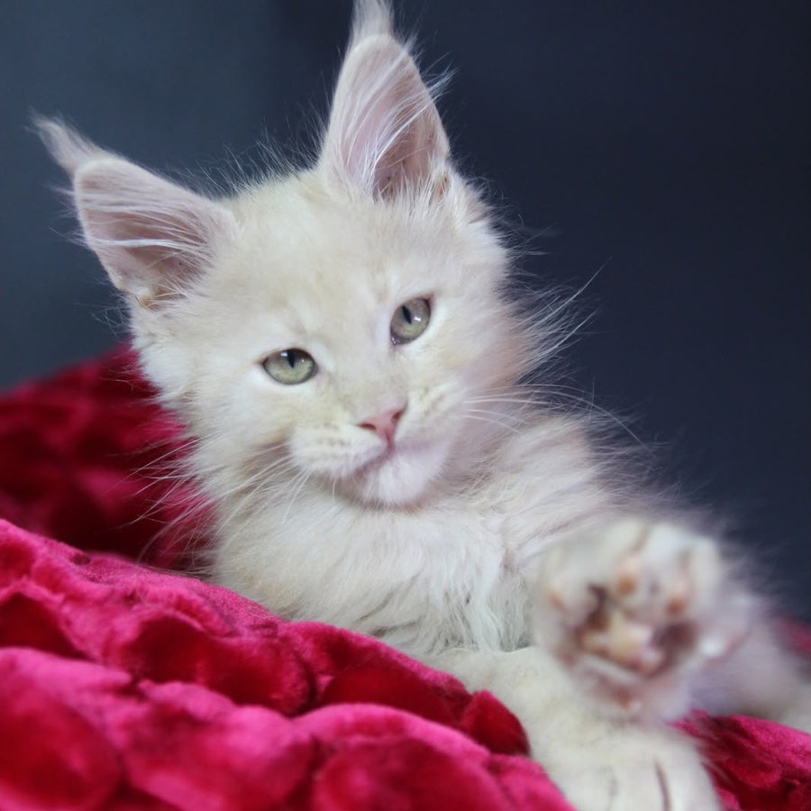 Koda Maine Coon male, cream
