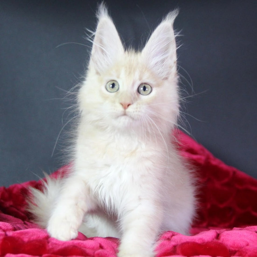 Kayla Maine Coon female, cream silver