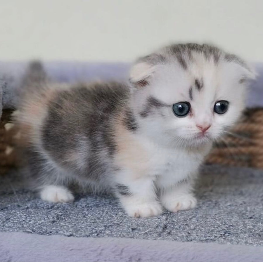 Remi Munchkin female, silver tortie with white