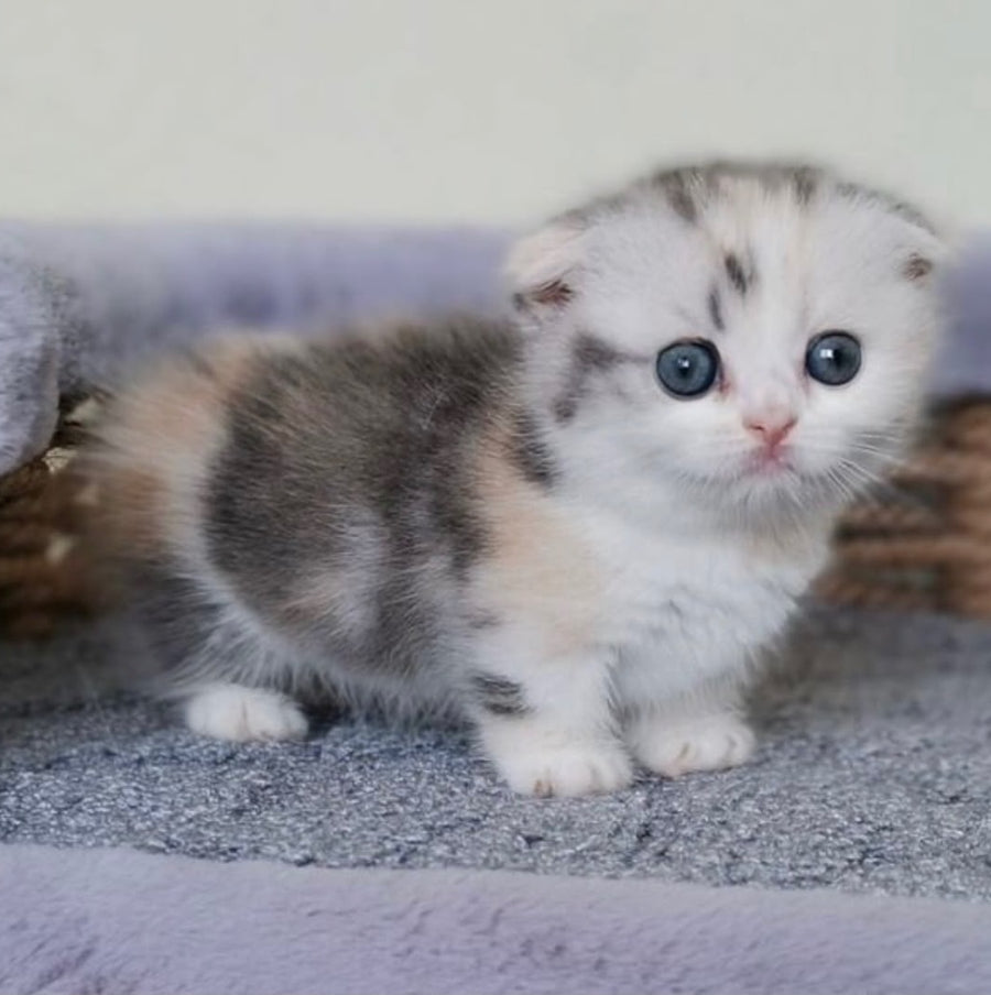 Remi Munchkin female, silver tortie with white