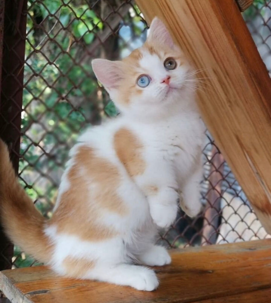 Ramsey Munchkin male, red with white
