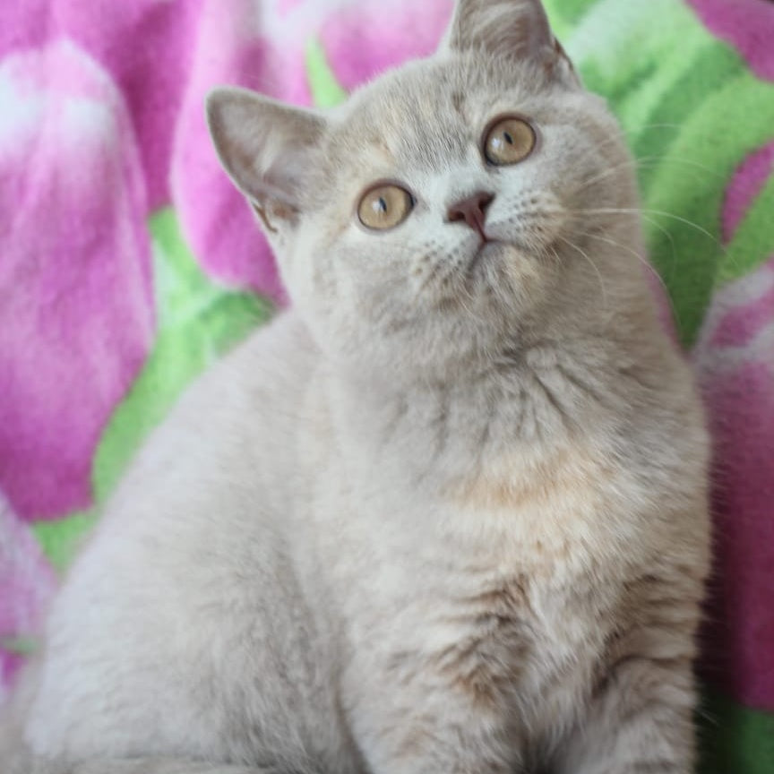Queen British Shorthair female, lilac cream