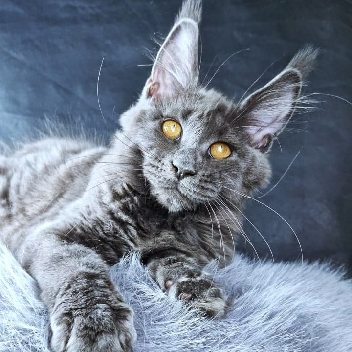 Kali Luxuria Maine Coon female, blue