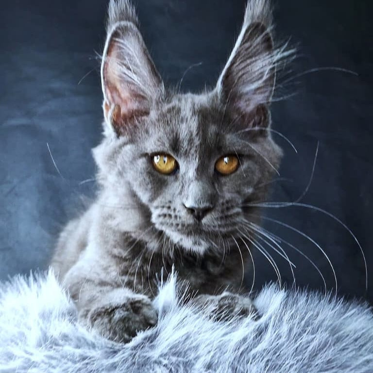 Kali Luxuria Maine Coon female, blue