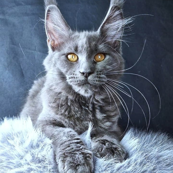 Kali Luxuria Maine Coon female, blue
