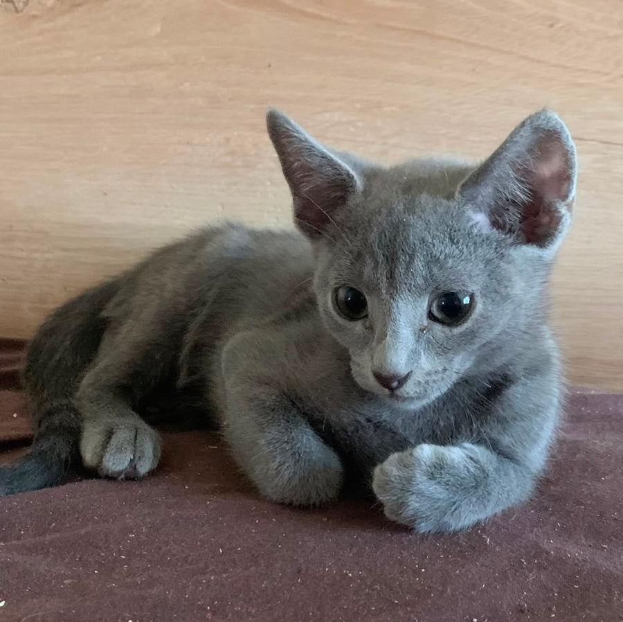 Kenzo Russian Blue male, blue