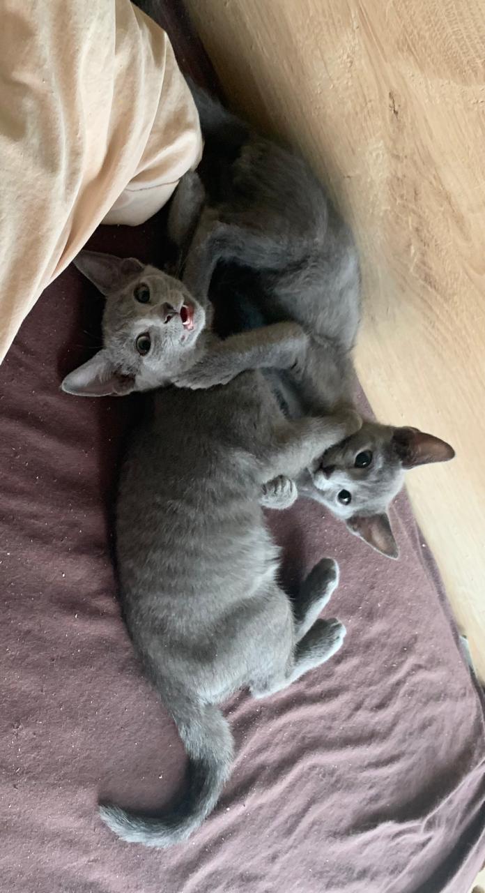 Kenzo Russian Blue male, blue