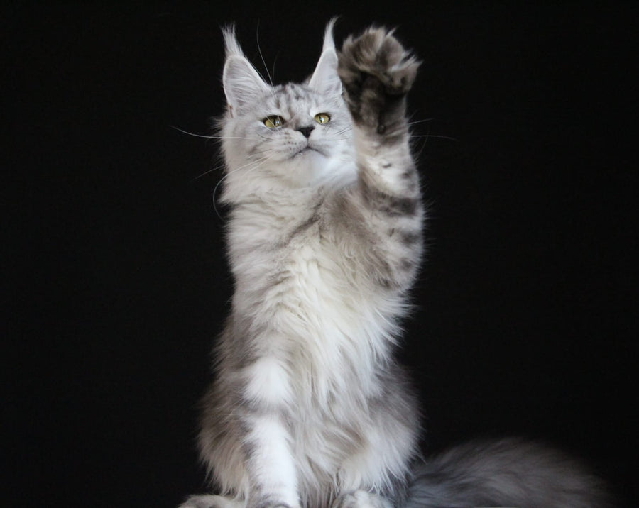 Omega Maine Coon female, black silver tabby