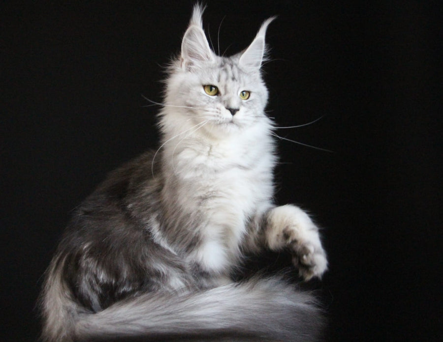 Omega Maine Coon female, black silver tabby