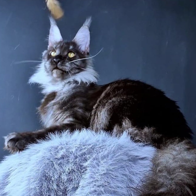 Ivolga Maine Coon female, black silver