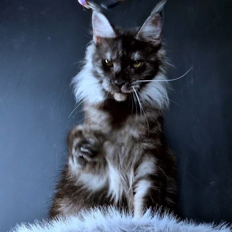 Ivolga Maine Coon female, black silver
