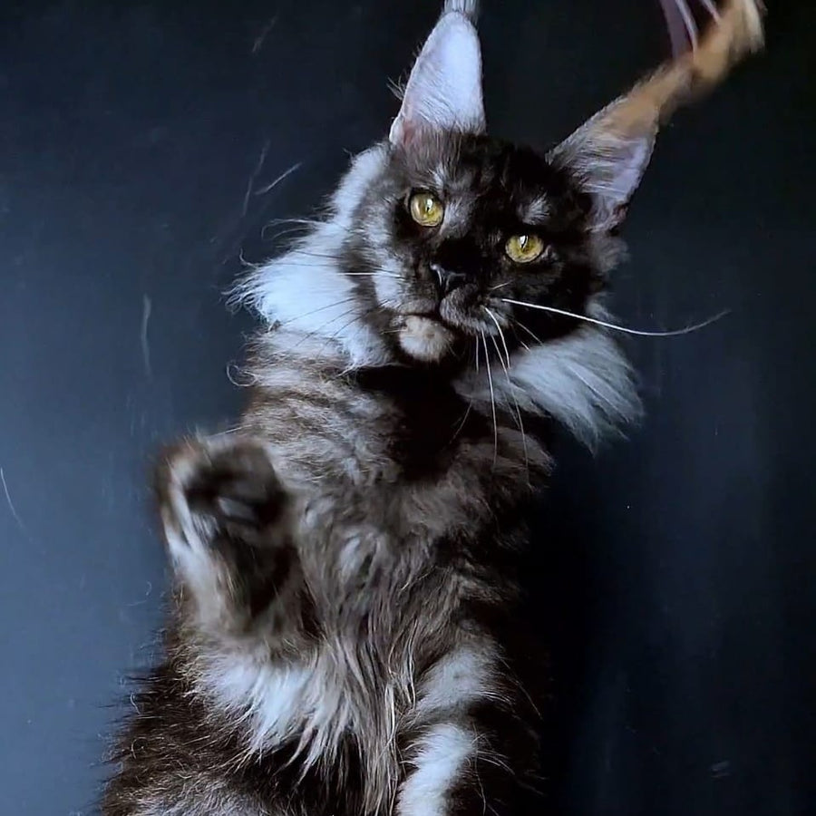 Ivolga Maine Coon female, black silver