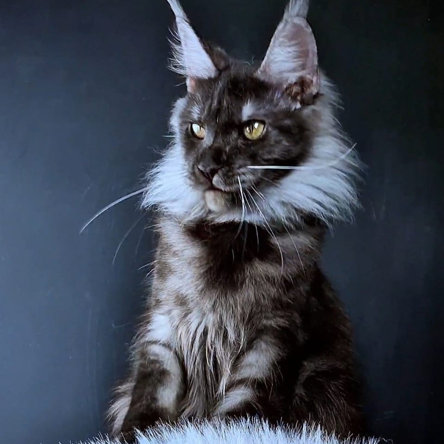 Ivolga Maine Coon female, black silver