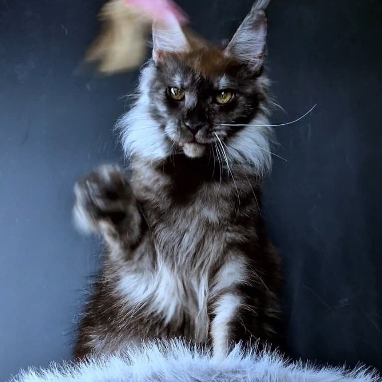 Ivolga Maine Coon female, black silver