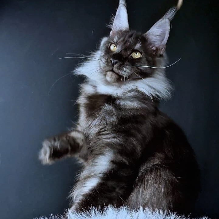 Ivolga Maine Coon female, black silver