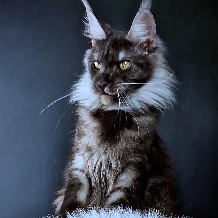 Ivolga Maine Coon female, black silver