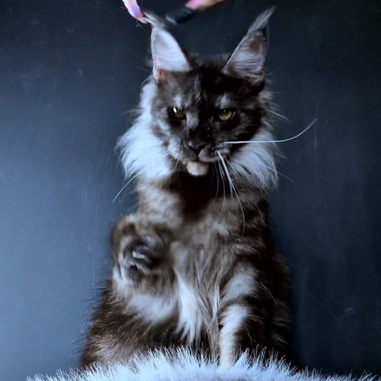 Ivolga Maine Coon female, black silver