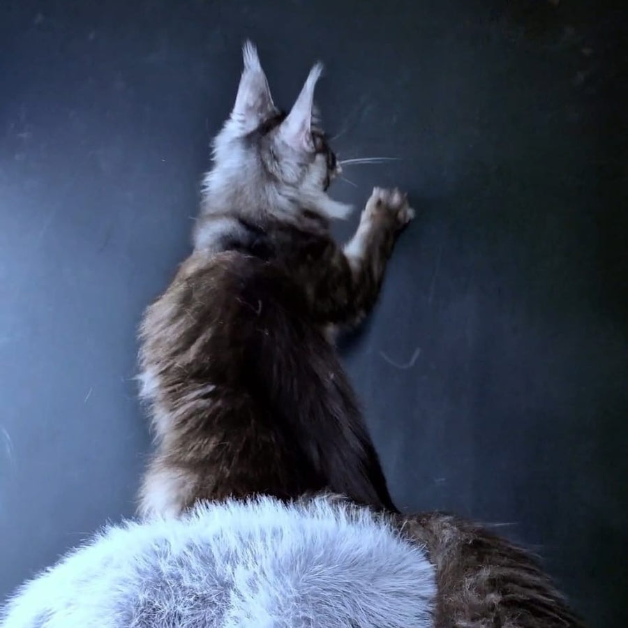 Ivolga Maine Coon female, black silver
