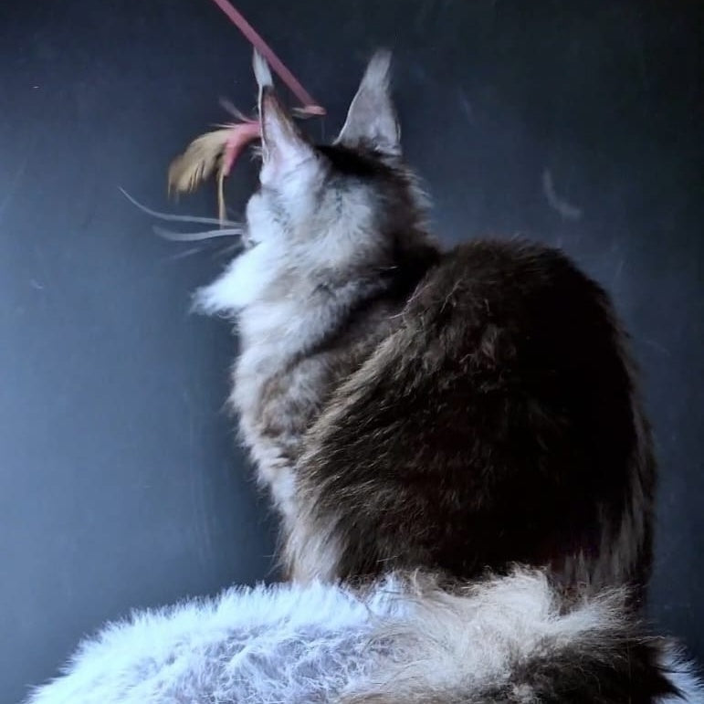 Ivolga Maine Coon female, black silver