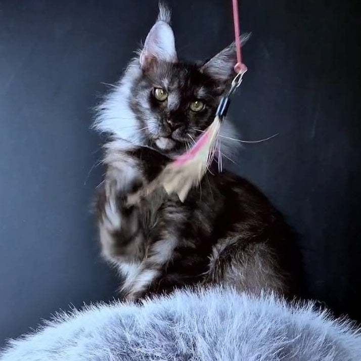 Ivolga Maine Coon female, black silver