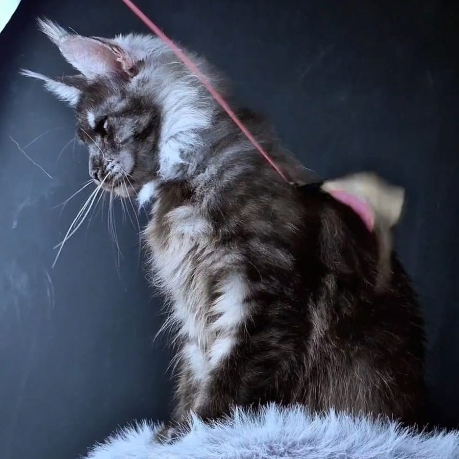 Ivolga Maine Coon female, black silver