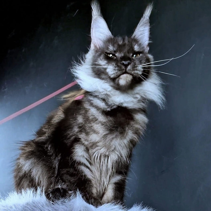 Ivolga Maine Coon female, black silver