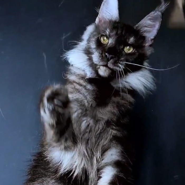 Ivolga Maine Coon female, black silver