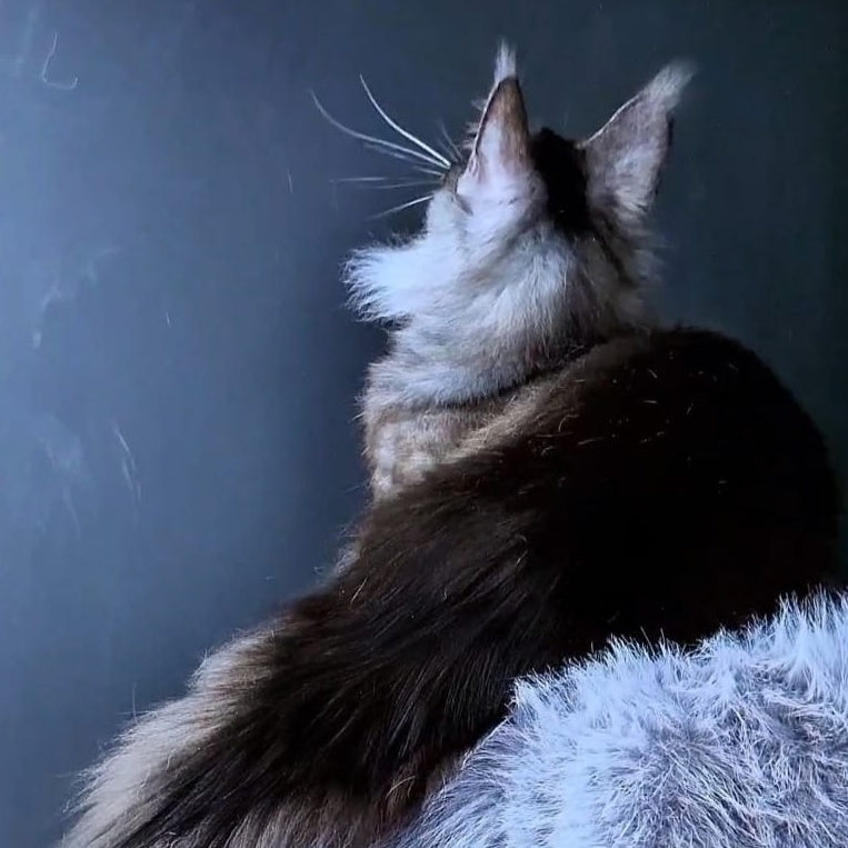 Ivolga Maine Coon female, black silver