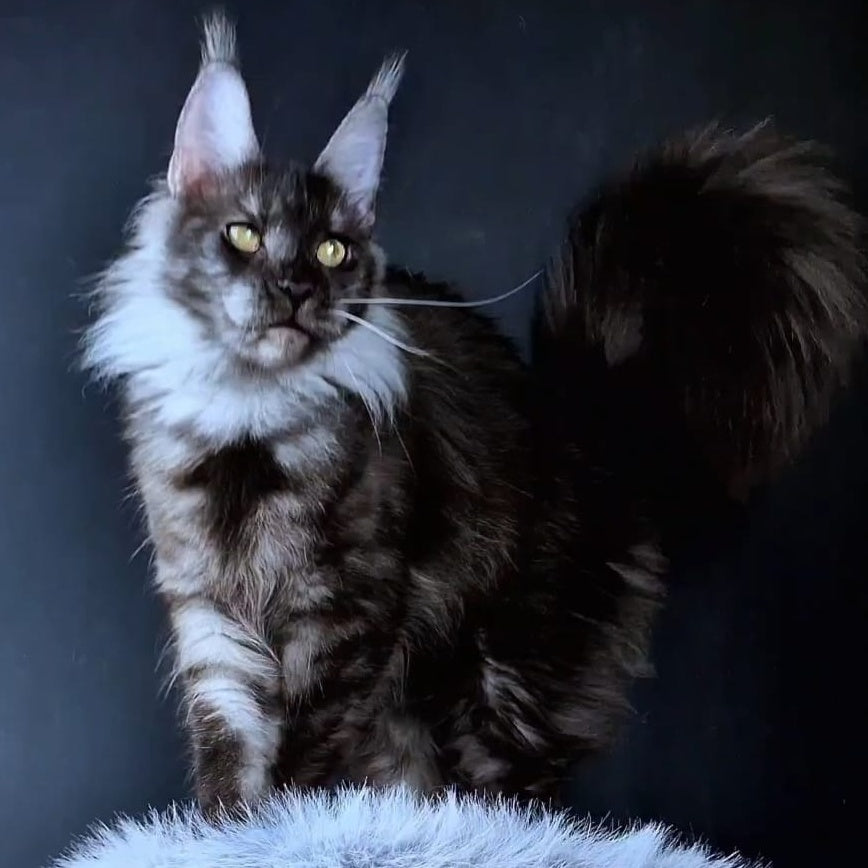 Ivolga Maine Coon female, black silver