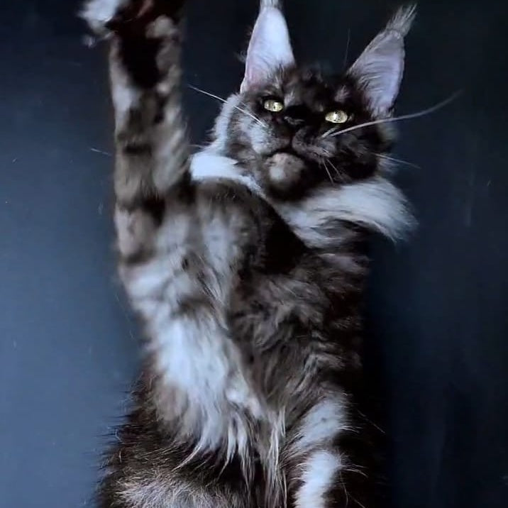 Ivolga Maine Coon female, black silver