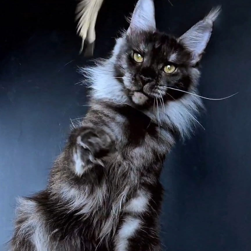 Ivolga Maine Coon female, black silver