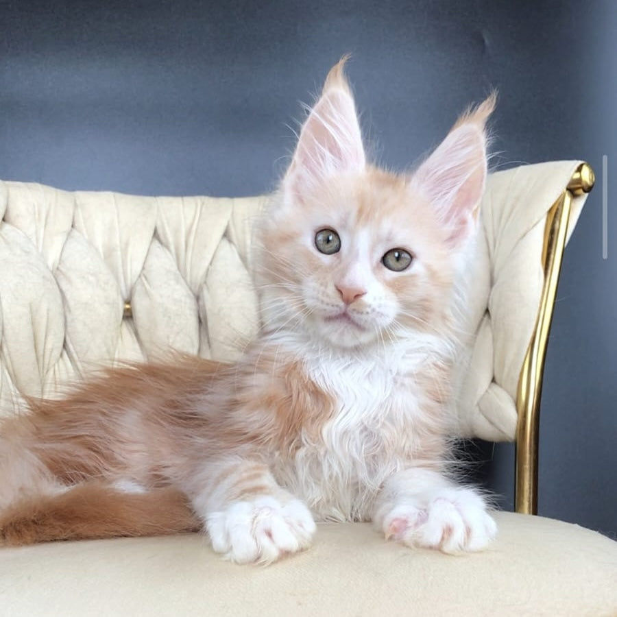 Yarik Maine Coon male, red silver tabby bicolour