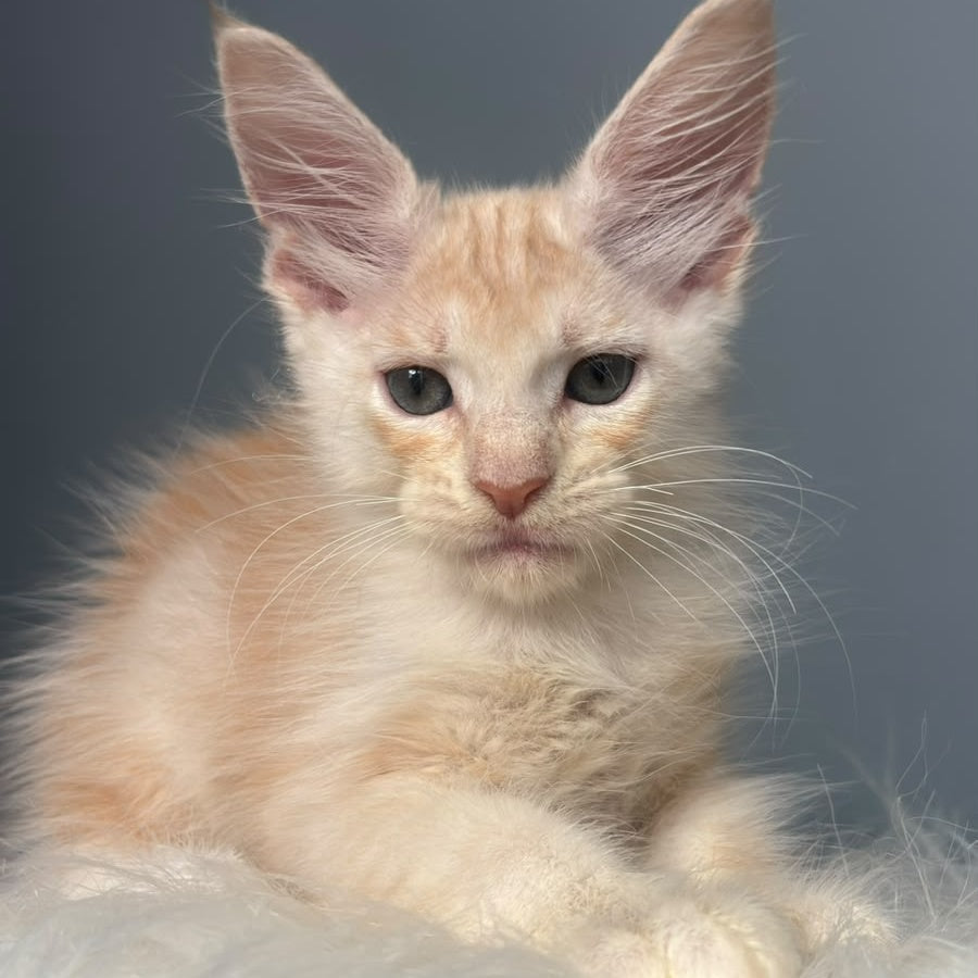 Cheese Maine Coon male, red silver