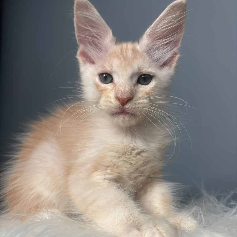 Cheese Maine Coon male, red silver
