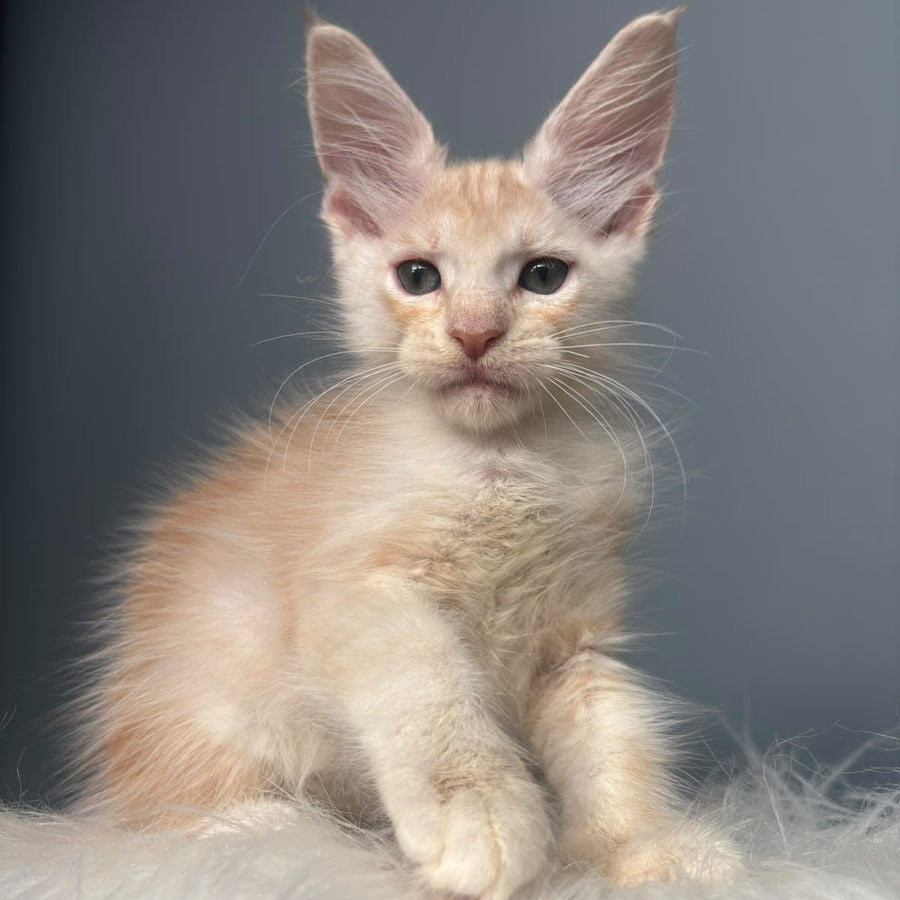 Cheese Maine Coon male, red silver