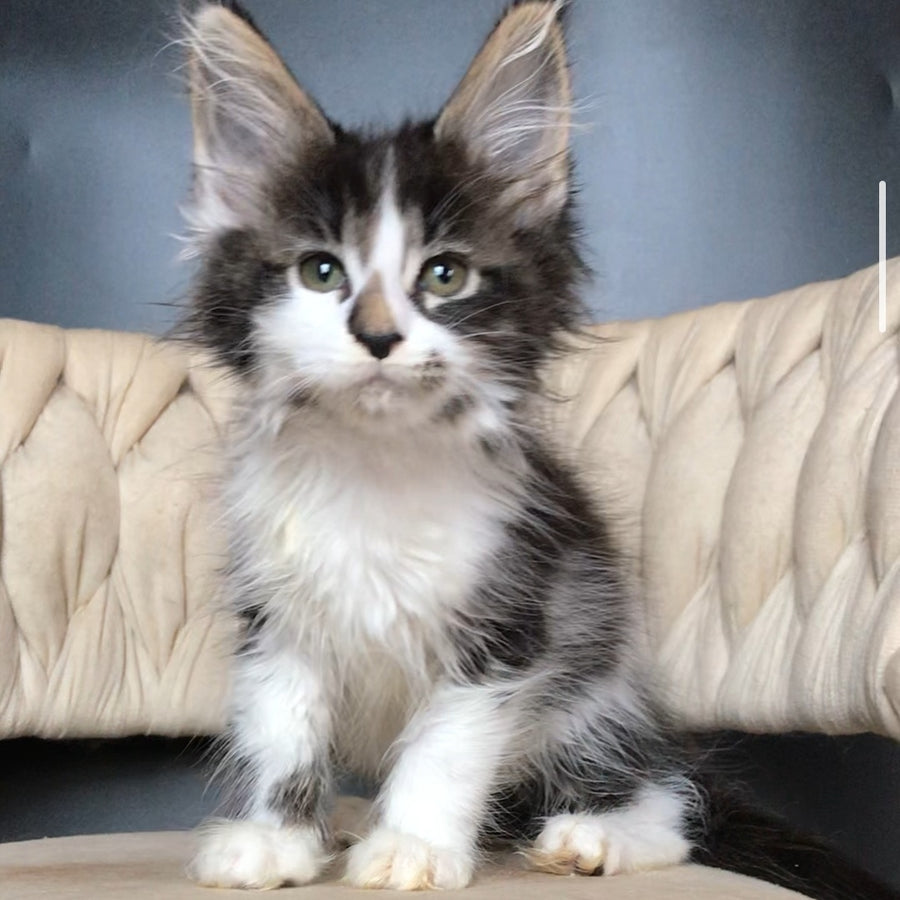 Archi Maine Coon male, black bicolour tabby