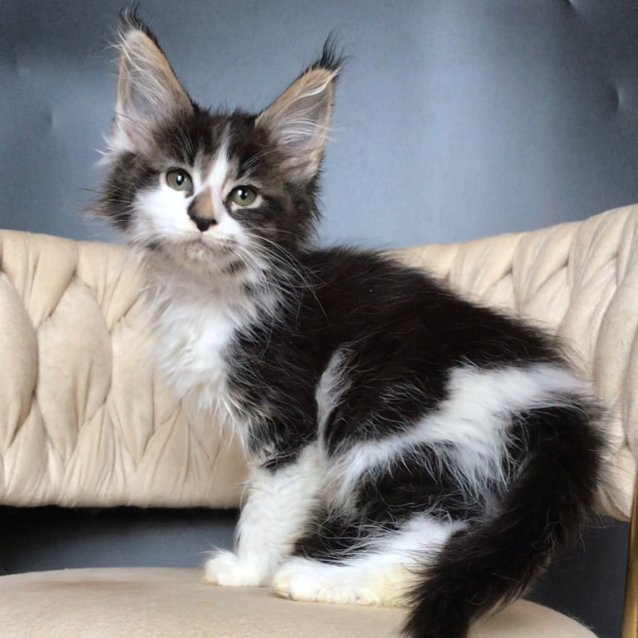 Archi Maine Coon male, black bicolour tabby