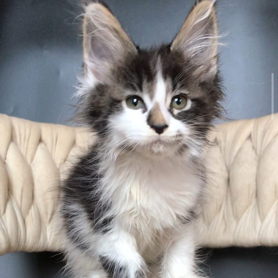 Archi Maine Coon male, black bicolour tabby