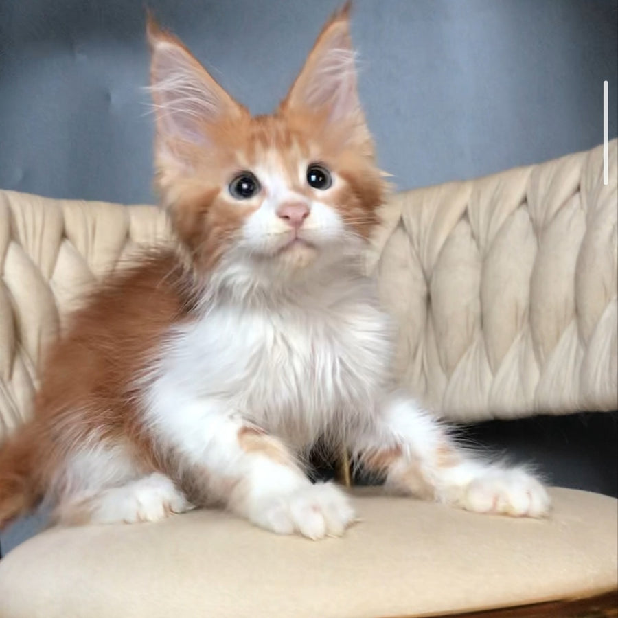 Zahar Maine Coon male, red tabby bicolour