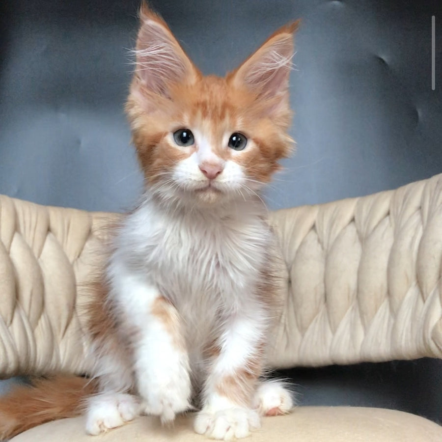 Zahar Maine Coon male, red tabby bicolour