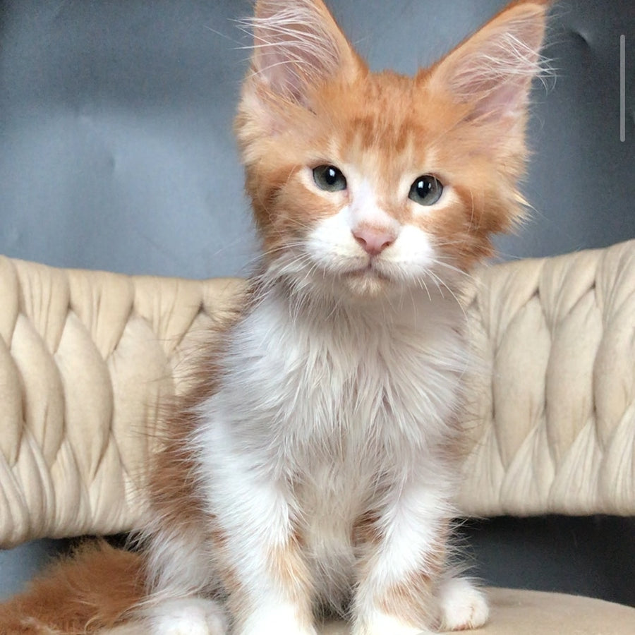 Zahar Maine Coon male, red tabby bicolour