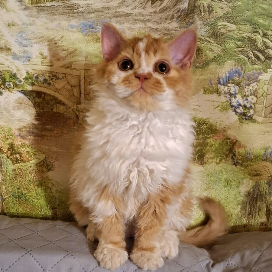 Partos Selkirk Rex male, red bicolour