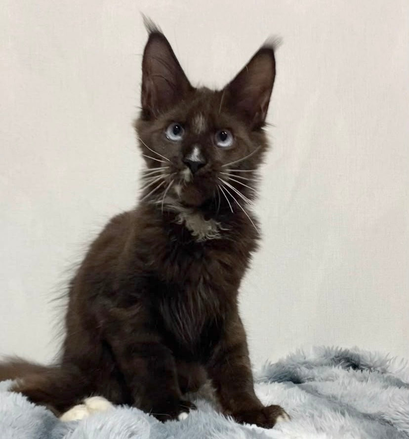 Holwil Maine Coon male, black bicolour