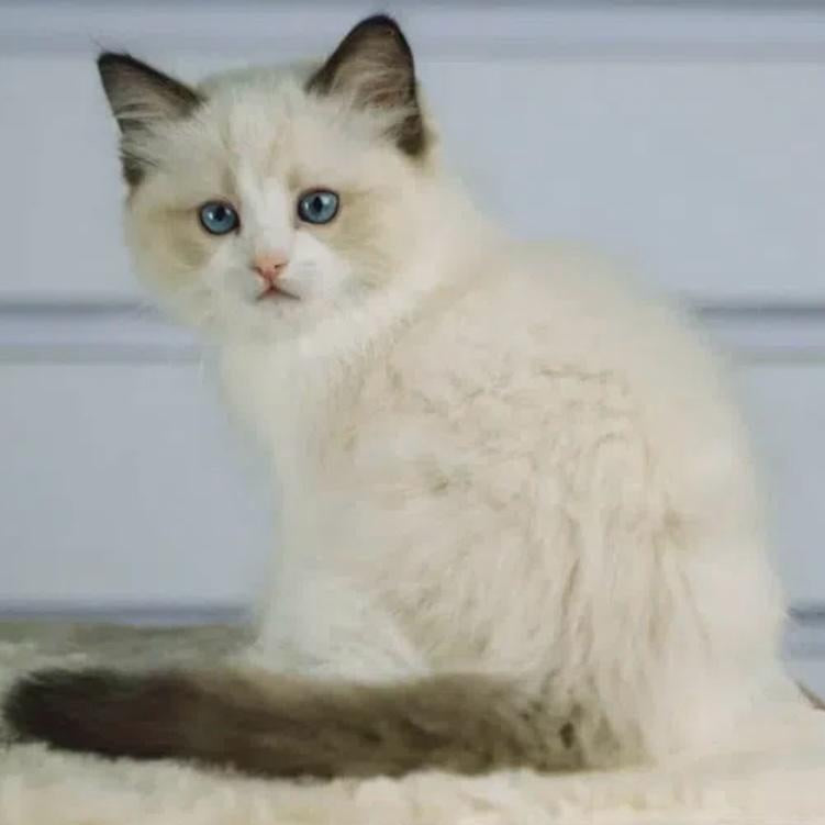Lucky Ragdoll male, seal bicolour